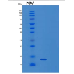 Recombinant Human PDPN Protein