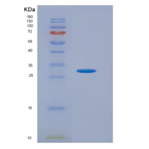 Recombinant Platelet Derived Growth Factor Receptor Alpha (PDGFRa)