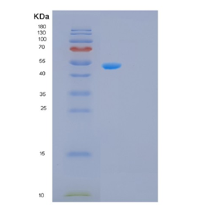 Recombinant Human PDCD4 Protein