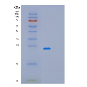 Recombinant Programmed Cell Death Protein 6 (PDCD6)