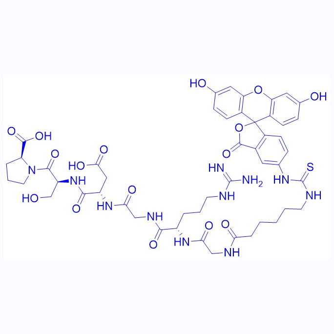 荧光标记RDG多肽,FITC-εAhx-Gly-Arg-Gly-Asp-Ser-Pro-OH