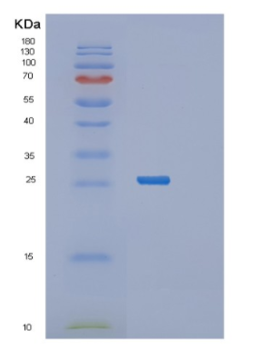 Recombinant Osteoclast Stimulating Factor 1 (OSF),Recombinant Osteoclast Stimulating Factor 1 (OSF)