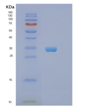 Recombinant Human PHB Protein,Recombinant Human PHB Protein