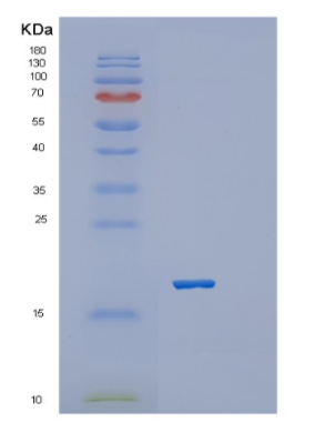 Recombinant Mouse Platelet receptor Gi24 Protein,Recombinant Mouse Platelet receptor Gi24 Protein