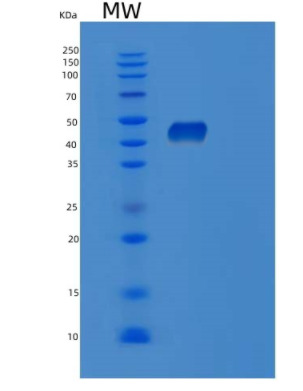 Recombinant Human POFUT1 Protein,Recombinant Human POFUT1 Protein