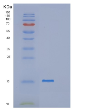 Recombinant Human POLR2J2 Protein,Recombinant Human POLR2J2 Protein