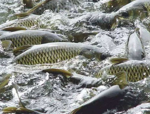 三黃散   魚餌飼料添加劑