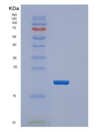 Recombinant E.coli ppiA 25-190aa Protein,Recombinant E.coli ppiA 25-190aa Protein