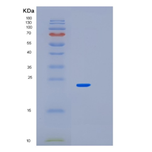 Recombinant Mouse Park7 Protein