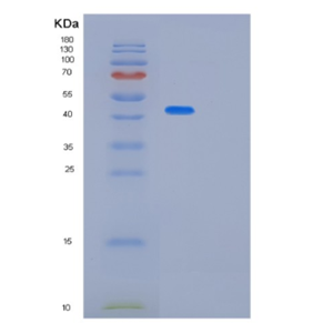 Recombinant Human PA2G4 Protein