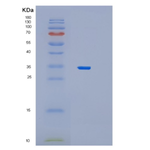 Recombinant Human PEX19 Protein