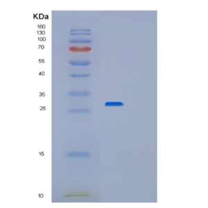 Recombinant Human Peroxiredoxin 6 Protein,Recombinant Human Peroxiredoxin 6 Protein