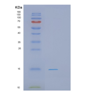 Recombinant Human PHF5A Protein