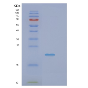 Recombinant Mouse Pin1 Protein