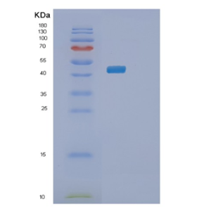 Recombinant Human PLA1A Protein,Recombinant Human PLA1A Protein