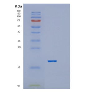 Recombinant Mouse Platelet receptor Gi24 Protein,Recombinant Mouse Platelet receptor Gi24 Protein