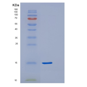 Recombinant Human POLR2F Protein