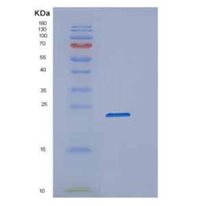 Recombinant Mouse Ppib Protein