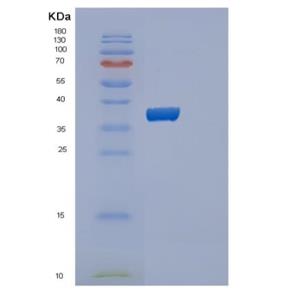 Recombinant Human PPIE Protein