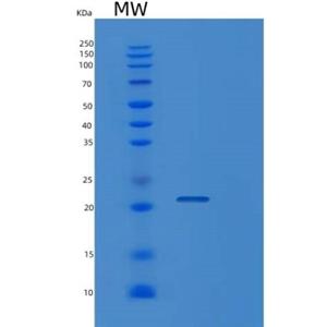 Recombinant Rat Ppif Protein