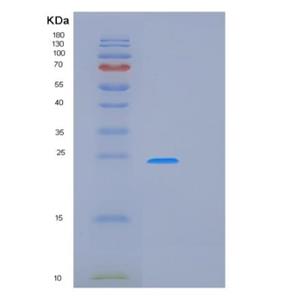 Recombinant Rat Prdx2 Protein