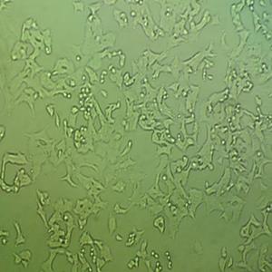 769-P人肾透明细胞腺癌细胞