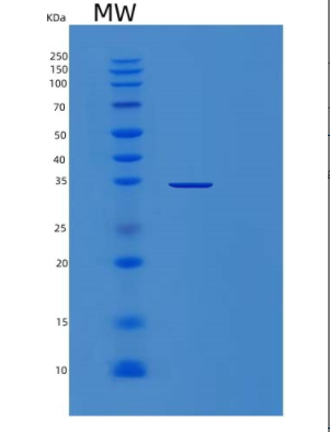 Recombinant Marker-1 Protein,Recombinant Marker-1 Protein