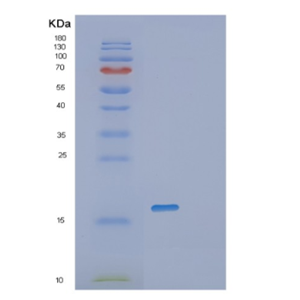 Recombinant Human PRND Protein,Recombinant Human PRND Protein