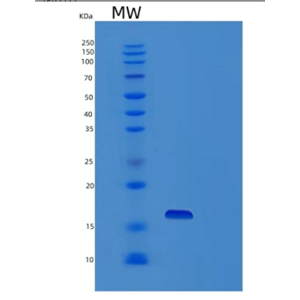 Recombinant Human Profilin-4 Protein