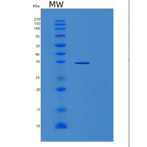Recombinant Marker-1 Protein