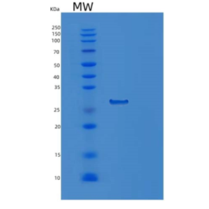 Recombinant Human PSMA6 Protein,Recombinant Human PSMA6 Protein