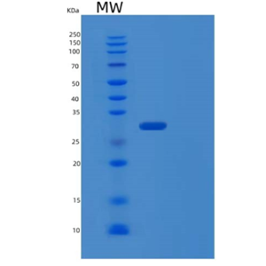 Recombinant Human PSME2 Protein,Recombinant Human PSME2 Protein