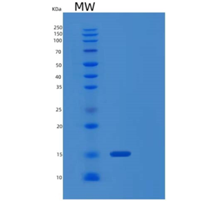 Recombinant Human PSMG4 Protein