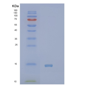 Recombinant Human PVALB Protein