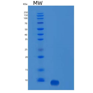 Recombinant Human Rantes Protein