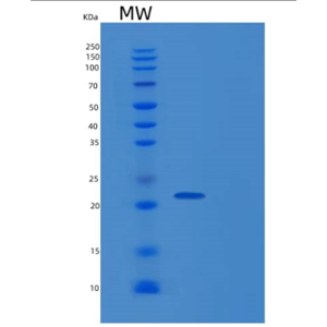 Recombinant Human RAP1A Protein