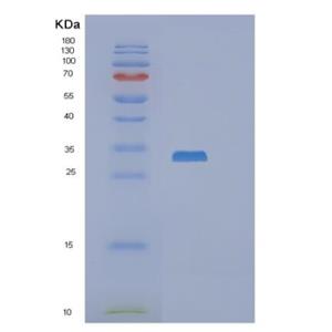 Recombinant Human RASL12 Protein