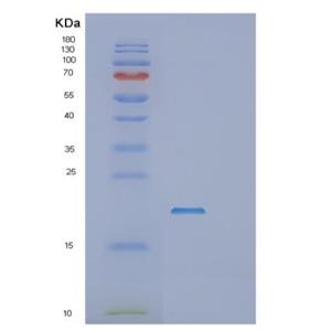 Recombinant E.coli rnhA Protein,Recombinant E.coli rnhA Protein