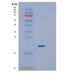 Recombinant Human RPL26L1 Protein