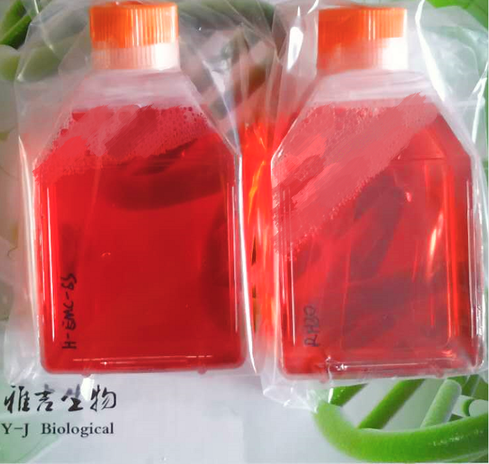 HT-29/GFP細(xì)胞,HT-29/GFP