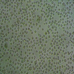 SRA01-04人晶體上皮細胞永生系,SRA01-04