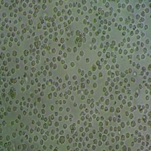 SRA01-04人晶体上皮细胞永生系