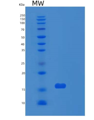 Recombinant Human RPS24 Protein,Recombinant Human RPS24 Protein