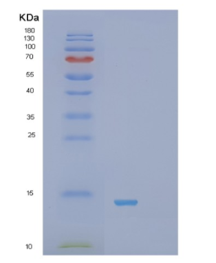 Recombinant Human S100A13 Protein,Recombinant Human S100A13 Protein