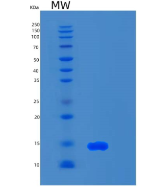 Recombinant Human S100A3 Protein,Recombinant Human S100A3 Protein