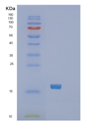 Recombinant Human SF20/IL25 Protein,Recombinant Human SF20/IL25 Protein