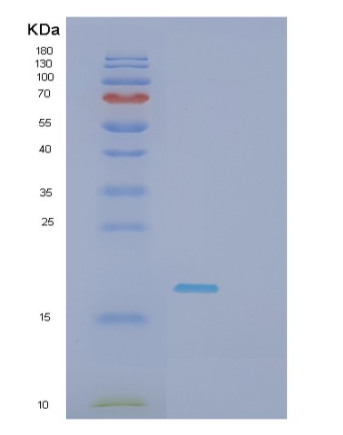 Recombinant Human SHH(C24II) Protein,Recombinant Human SHH(C24II) Protein
