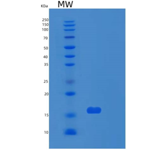 Recombinant Human RPS24 Protein