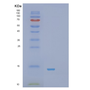 Recombinant Human S100A13 Protein