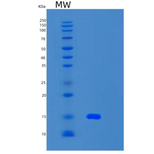 Recombinant Mouse S100A15 Protein,Recombinant Mouse S100A15 Protein